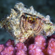 Illustration for article titled Perhaps the Most Beautiful Undersea Photography Weve Ever Seen